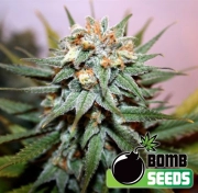 Hash Bomb Cannabisblüte – gewachsen aus Regulaere Hanfsamen von Bomb Seeds