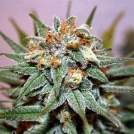 Hash Bomb Cannabisblüte – gewachsen aus Feminisierte Hanfsamen von Bomb Seeds