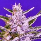 Ice Bomb Cannabisblüte – gewachsen aus Regulaere Hanfsamen von Bomb Seeds