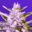 Ice Bomb Cannabisblüte – gewachsen aus Feminisierte Hanfsamen von Bomb Seeds