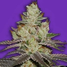 Killer Purps Cannabisblüte – gewachsen aus Feminisierte Hanfsamen von Bomb Seeds