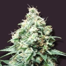Kush Bomb Cannabisblüte – gewachsen aus Feminisierte Hanfsamen von Bomb Seeds