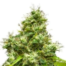 Medi Bomb #1 Cannabisblüte – gewachsen aus Feminisierte Hanfsamen von Bomb Seeds