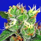 Medi Bomb #2 Cannabisblüte – gewachsen aus Feminisierte Hanfsamen von Bomb Seeds