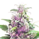 THC Bomb Auto Cannabisblüte – gewachsen aus Automatic Hanfsamen von Bomb Seeds
