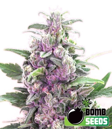 THC Bomb Cannabisblüte – gewachsen aus Feminisierte Hanfsamen von Bomb Seeds