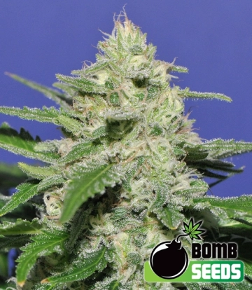 Widow Bomb Cannabisblüte – gewachsen aus Regulaere Hanfsamen von Bomb Seeds