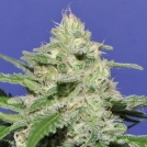 Widow Bomb Cannabisblüte – gewachsen aus Feminisierte Hanfsamen von Bomb Seeds