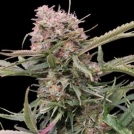 5-Star Bulk Cannabis Cannabisblüte – gewachsen aus Automatic Hanfsamen von Bulk Seeds
