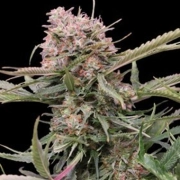 5-Star Bulk Cannabis Cannabisblüte – gewachsen aus Automatic Hanfsamen von Bulk Seeds