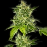 Autoflower Haze Cannabisblüte – gewachsen aus Automatic Hanfsamen von Bulldog Seeds