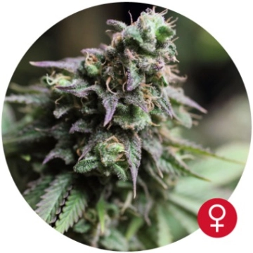 Blue Dream Cannabisblüte – gewachsen aus Feminisierte Hanfsamen von Bulldog Seeds