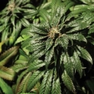 Bubblegum Kush Cannabisblüte – gewachsen aus Feminisierte Hanfsamen von Bulldog Seeds