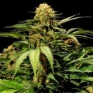 Bullshark Cannabisblüte – gewachsen aus Feminisierte Hanfsamen von Bulldog Seeds