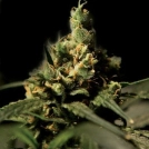 Citral Skunk Cannabisblüte – gewachsen aus Feminisierte Hanfsamen von Bulldog Seeds