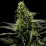 Energy Haze Cannabisblüte – gewachsen aus Feminisierte Hanfsamen von Bulldog Seeds