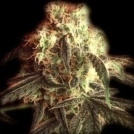 Fast Ryder I Cannabisblüte – gewachsen aus Automatic Hanfsamen von Bulldog Seeds