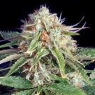 Fast Ryder II Cannabisblüte – gewachsen aus Automatic Hanfsamen von Bulldog Seeds