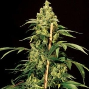 Jack Herer Cannabisblüte – gewachsen aus Feminisierte Hanfsamen von Bulldog Seeds
