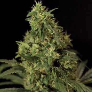 Northern Light Cannabisblüte – gewachsen aus Feminisierte Hanfsamen von Bulldog Seeds