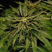 OZ Kush Cannabisblüte – gewachsen aus Feminisierte Hanfsamen von Bulldog Seeds