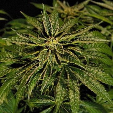 OZ Kush Cannabisblüte – gewachsen aus Feminisierte Hanfsamen von Bulldog Seeds
