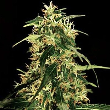 Silver Star Haze Cannabisblüte – gewachsen aus Feminisierte Hanfsamen von Bulldog Seeds