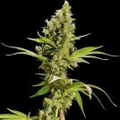 Sour Diesel Cannabisblüte – gewachsen aus Feminisierte Hanfsamen von Bulldog Seeds