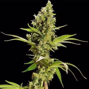 Sour Diesel Cannabisblüte – gewachsen aus Feminisierte Hanfsamen von Bulldog Seeds