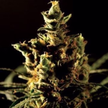 The Bulldog Haze Cannabisblüte – gewachsen aus Feminisierte Hanfsamen von Bulldog Seeds