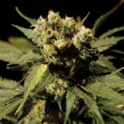 White Widow Cannabisblüte – gewachsen aus Feminisierte Hanfsamen von Bulldog Seeds