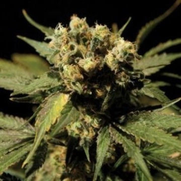 White Widow Cannabisblüte – gewachsen aus Feminisierte Hanfsamen von Bulldog Seeds