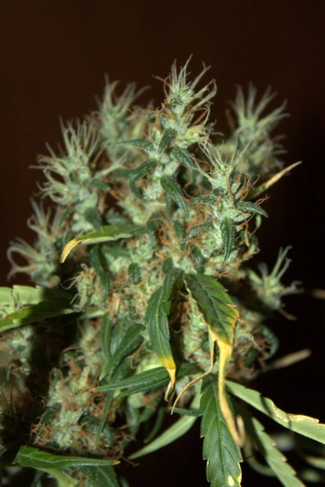 CBD Mango Haze Cannabisblüte – gewachsen aus Feminisierte Hanfsamen von CBD Crew