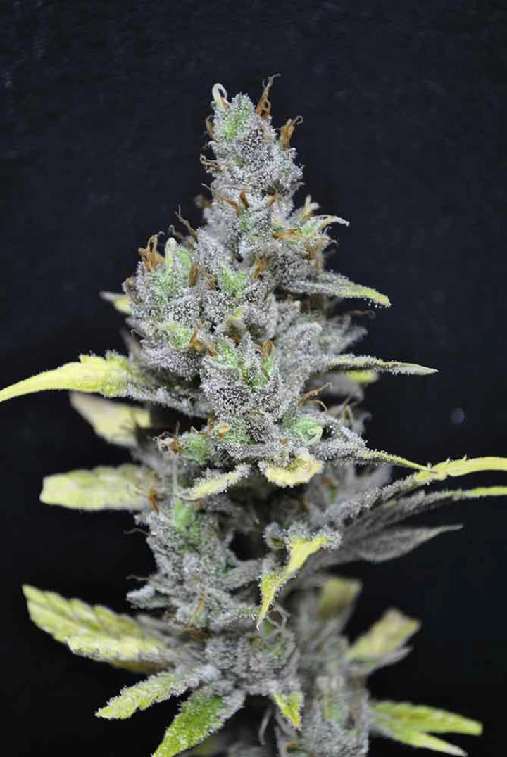 CBD Medi Haze – CBD Crew – Feminisiert