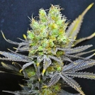 CBD Nordle Cannabisblüte – gewachsen aus Feminisierte Hanfsamen von CBD Crew