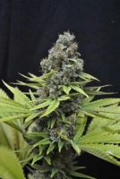 CBD Shark Cannabisblüte – gewachsen aus Feminisierte Hanfsamen von CBD Crew