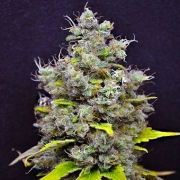 CBD Skunk Haze Cannabisblüte – gewachsen aus Feminisierte Hanfsamen von CBD Crew