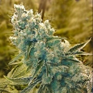 Shark Shock Cannabisblüte – gewachsen aus Feminisierte Hanfsamen von CBD Crew