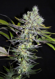 Sweet 'n Sour Widow CBD Cannabisblüte – gewachsen aus Regulaere Hanfsamen von CBD Crew