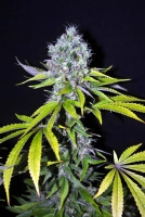 Yummy CBD Cannabisblüte – gewachsen aus Feminisierte Hanfsamen von CBD Crew