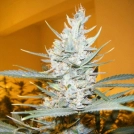 Amphetamine Auto Cannabisblüte – gewachsen aus Automatic Hanfsamen von Cream of the Crop