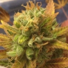 Black Gold Auto Cannabisblüte – gewachsen aus Automatic Hanfsamen von Cream of the Crop