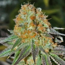 Cash Crop Auto Cannabisblüte – gewachsen aus Automatic Hanfsamen von Cream of the Crop