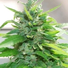 Cream Cheese Cannabisblüte – gewachsen aus Feminisierte Hanfsamen von Cream of the Crop