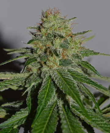 Crop Doctor Cannabisblüte – gewachsen aus Feminisierte Hanfsamen von Cream of the Crop