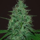 Cropical Fruit Auto Cannabisblüte – gewachsen aus Automatic Hanfsamen von Cream of the Crop