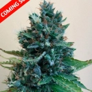 Cropolope Cannabisblüte – gewachsen aus Feminisierte Hanfsamen von Cream of the Crop