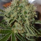 Custard Cream Cannabisblüte – gewachsen aus Feminisierte Hanfsamen von Cream of the Crop