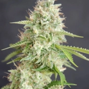 Double Cream Cannabisblüte – gewachsen aus Feminisierte Hanfsamen von Cream of the Crop