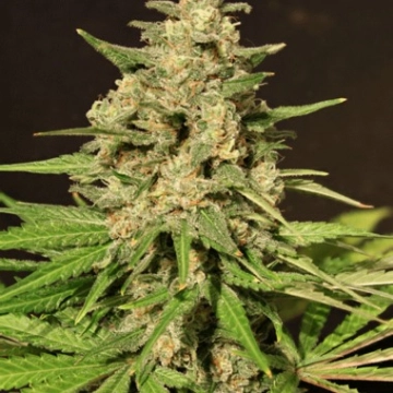 Hybrid X Cannabisblüte – gewachsen aus Feminisierte Hanfsamen von Cream of the Crop